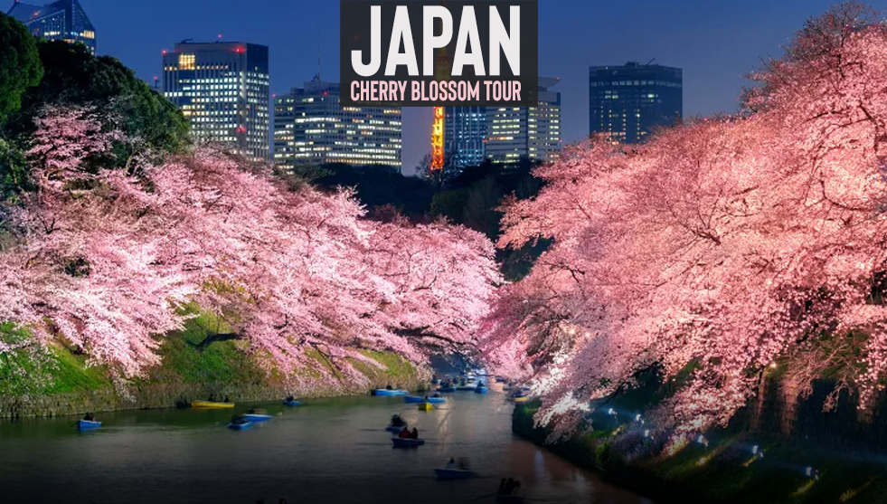 Japan Cherry Blossom Tour | Newwest Travel & Cruises